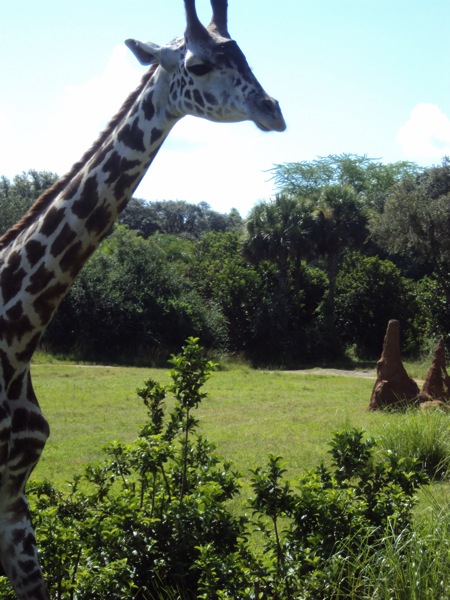 Giraffe