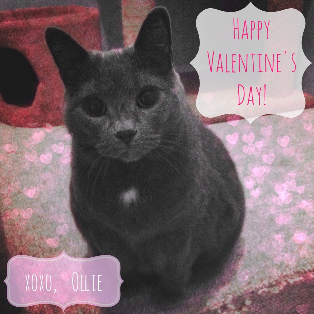 ollie's valentine