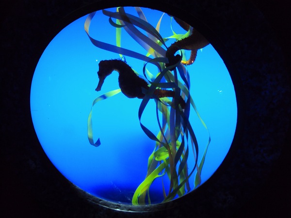 Sea Horse