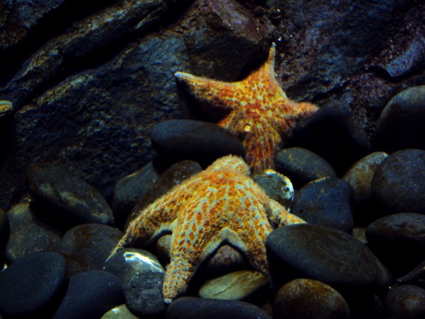 Star Fish
