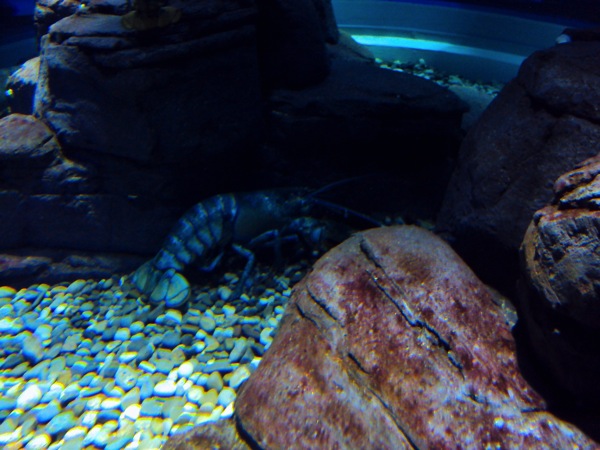 Blue Lobster