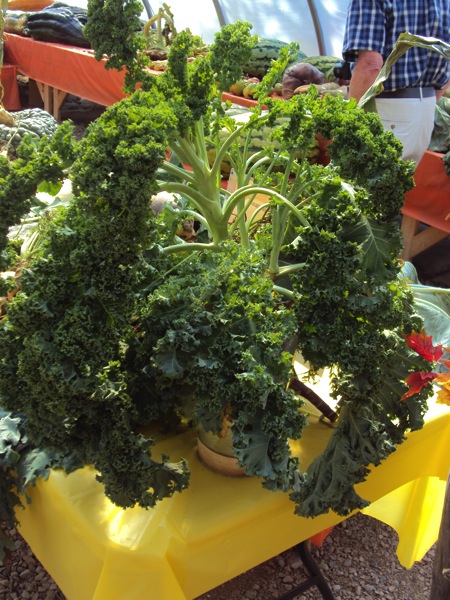 kale.JPG kale