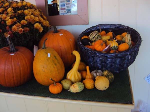 little pumpkin.JPG pumpkins gourds