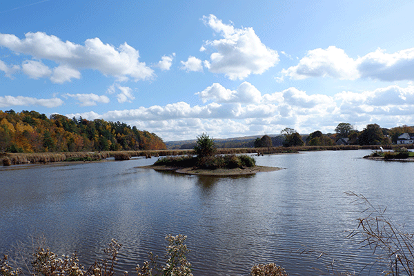 Missing The Forest For The Trees