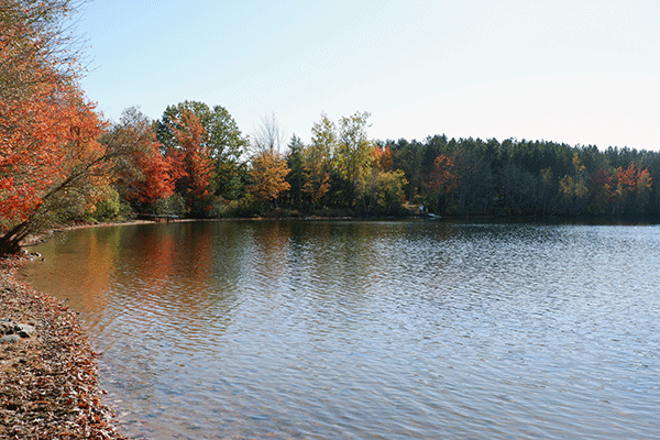 Missing The Forest For The Trees