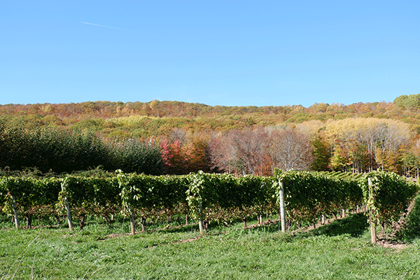 Missing The Forest For The Trees